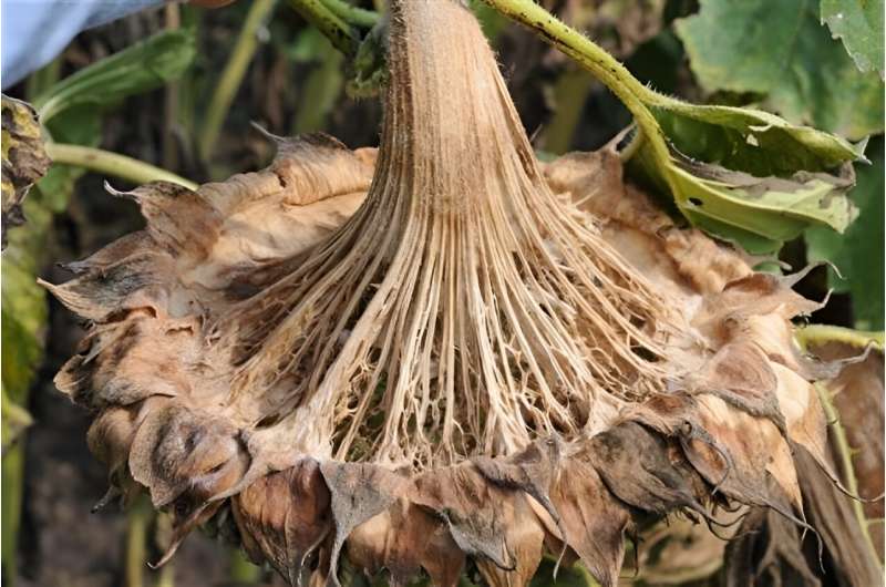 Microbiome & Plant Resistance: Understanding Fungal Disease in Sunflowers