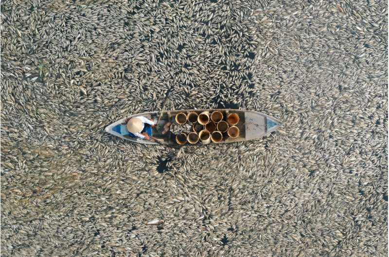 Vietnam Fish Die-Off: Heatwave Crisis in Southeast Asia