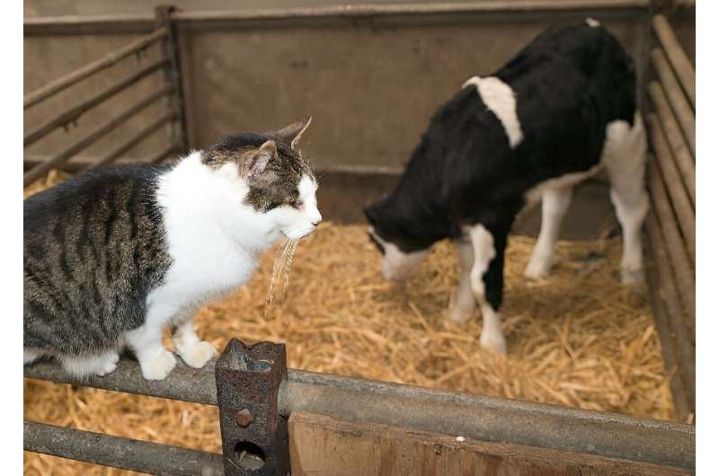 Bird Flu Spreads to Cats: Texas Dairy Farm Investigation