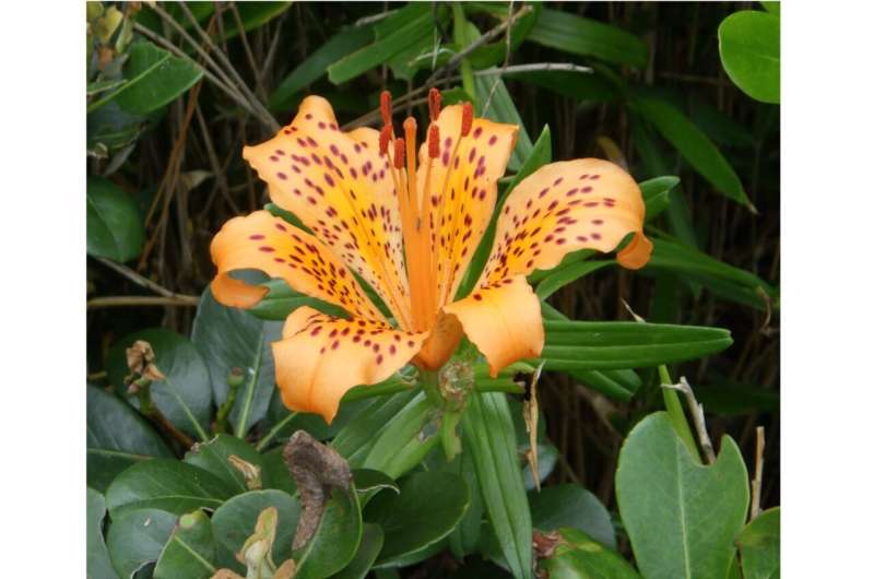 New Japanese Lily Species Discovered After 110 Years