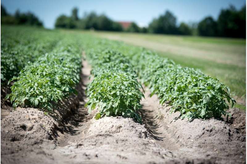 Calcium Boosts Potato Plant Resistance to Bacterial Wilt - Research