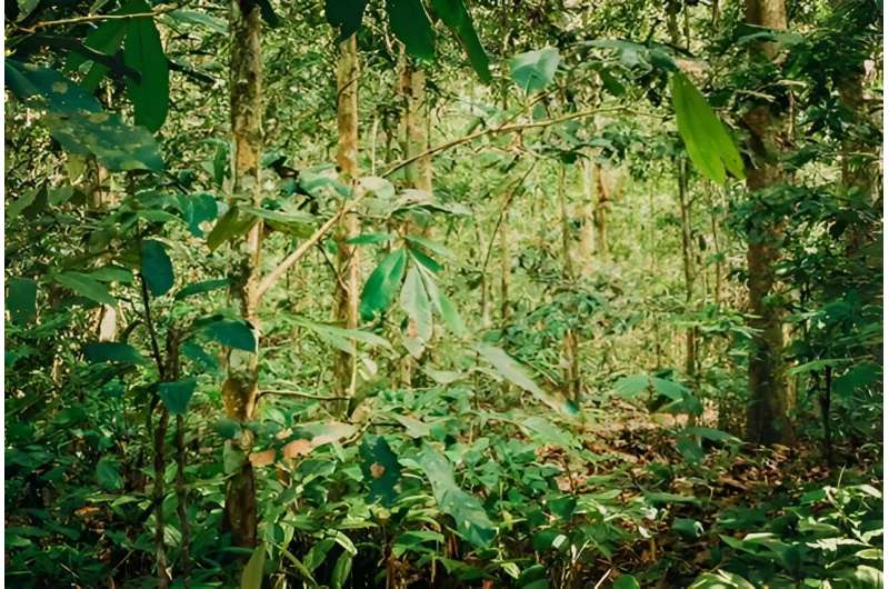 Unique Monodominant Forests in the Republic of Congo: A New Study