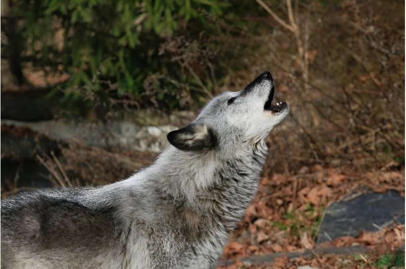 US House Republicans Vote to End Gray Wolf Endangered Species Protection