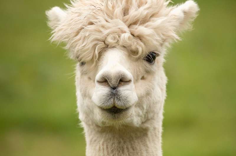 Alpacas: Unique Mammals with Direct Uterine Insemination