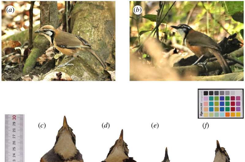 Mimicry in Laughingthrushes: How Smaller Birds Benefit from Association with Larger Relatives