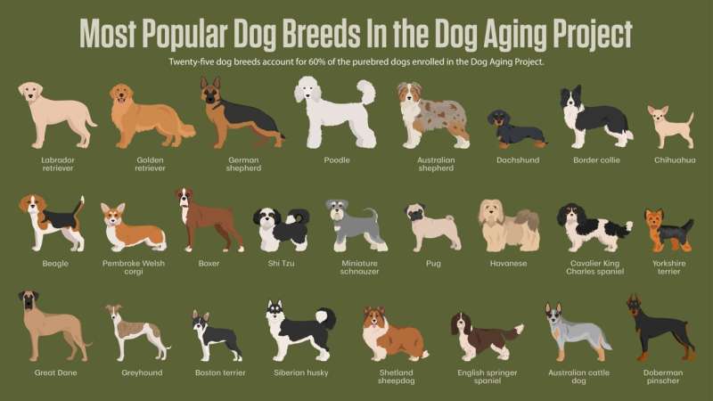 Purebred Dogs & Health: New Study Challenges Common Myth