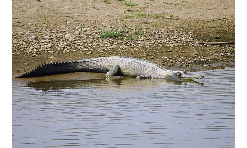 Scavengers in Wetlands: A Crucial Ecosystem Role in South Africa