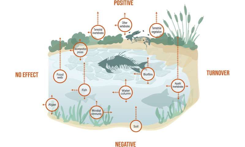 Scavengers in Wetlands: A Crucial Ecosystem Role in South Africa