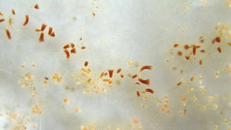 Moon Jellyfish Polyps: Harnessing Bacteriophages for Microbiome Defense