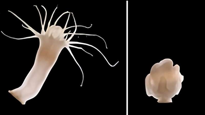 Moon Jellyfish Polyps: Harnessing Bacteriophages for Microbiome Defense