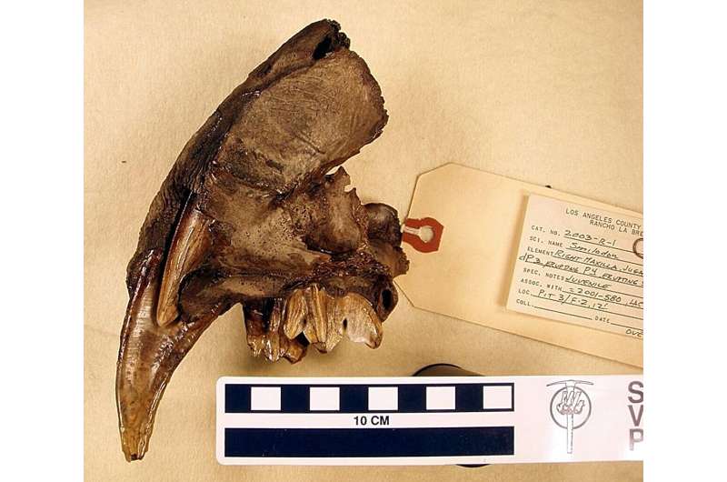 Saber-Toothed Cats Used Baby Teeth to Stabilize Iconic Sabers, Study Finds