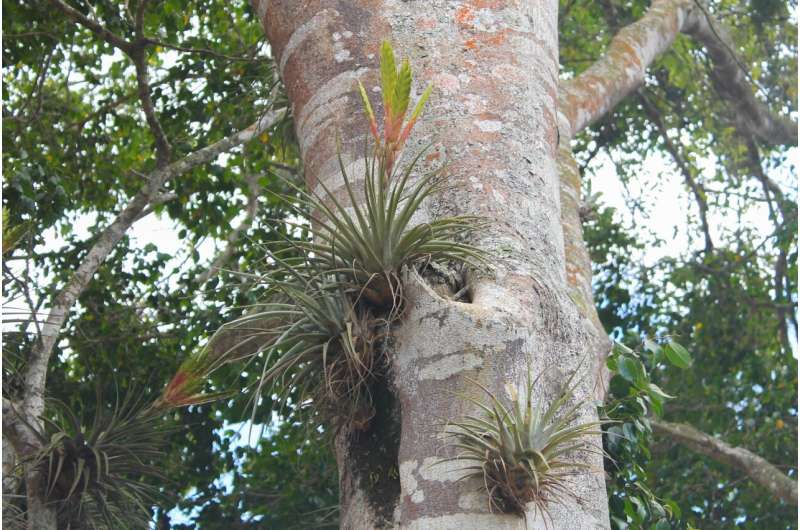 Gene Duplication Key to Air Plant Photosynthesis Adaptation | University of Vienna