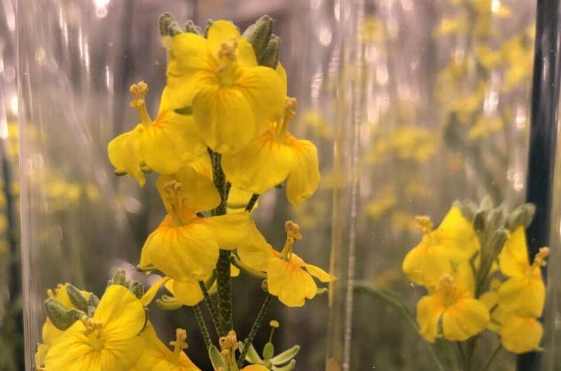 Plant Mechanism for Altering Seed Oil Could Revolutionize Industrial & Food Oil Production