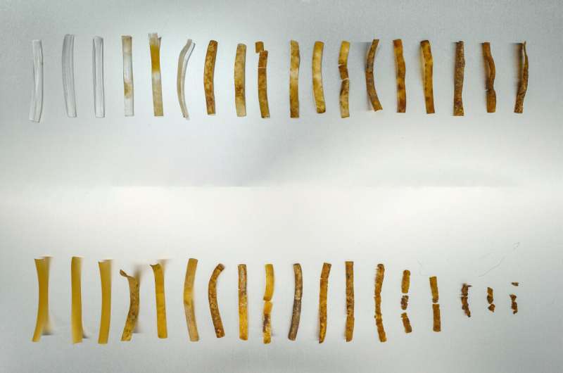 Biodegradable Plastic Houses Bacteria to Accelerate Decomposition