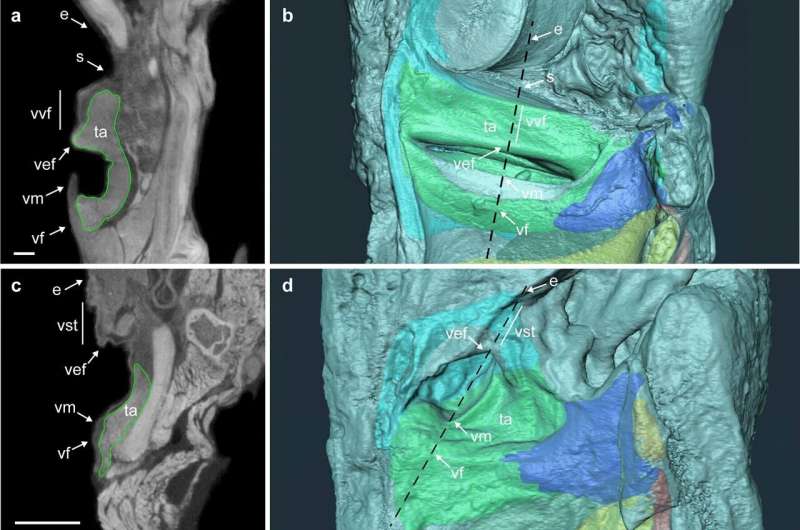 Detecting Truffle Fraud: New Analytical Method Distinguishes Expensive & Inexpensive Varieties