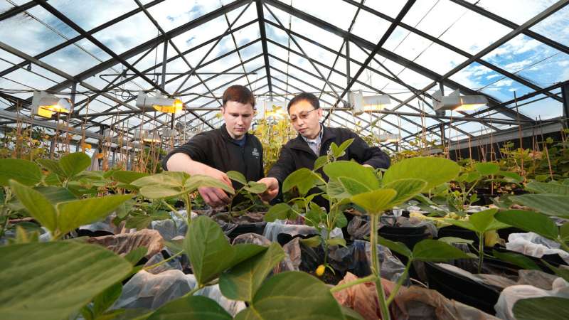 New Soybean Genes Identified for Enhanced Crop Traits | Purdue University