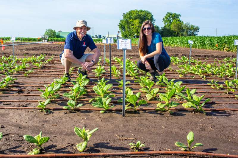Boosting Photosynthesis: Engineered Mesophyll Conductance Enhances Crop Efficiency