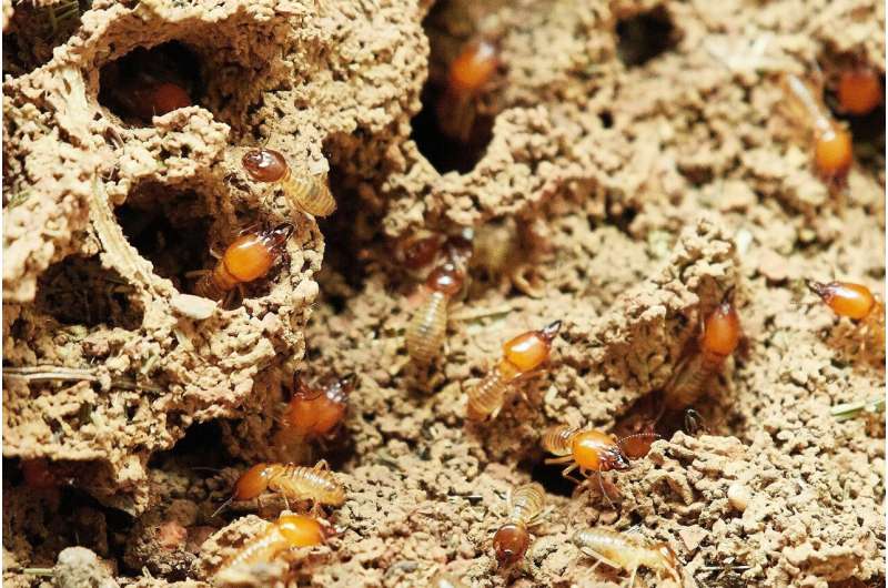 Termite Infestation Risk: Climate Change Fuels Spread of Invasive Termites