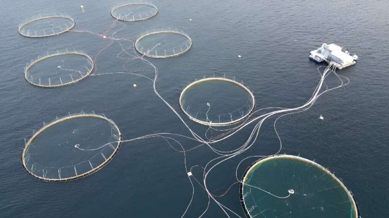Salmon Farm Crisis: Addressing Mortality in Norway s Aquaculture Industry