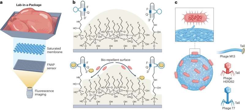 Smart Packaging Revolution: Rethinking Best-Before Dates with Real-Time Food Monitoring