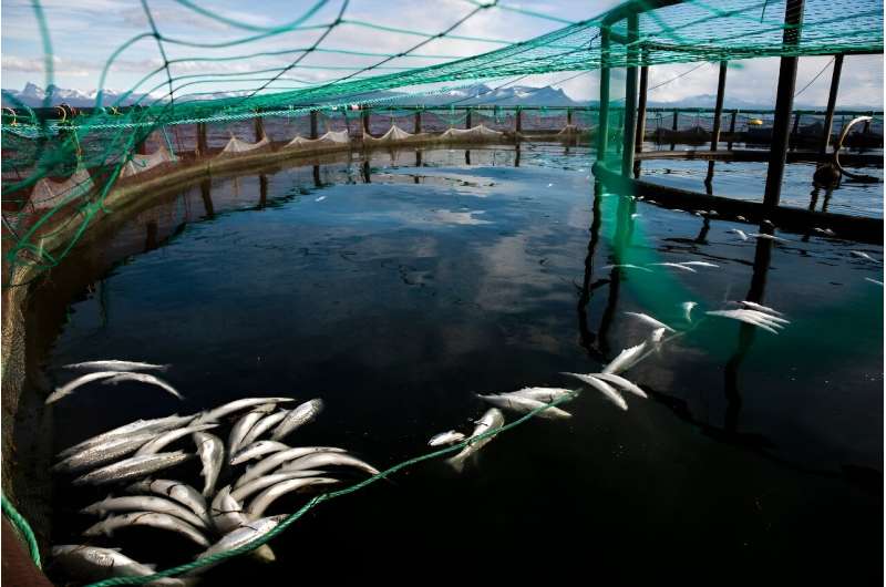 Salmon Farm Crisis: Addressing Mortality in Norway s Aquaculture Industry