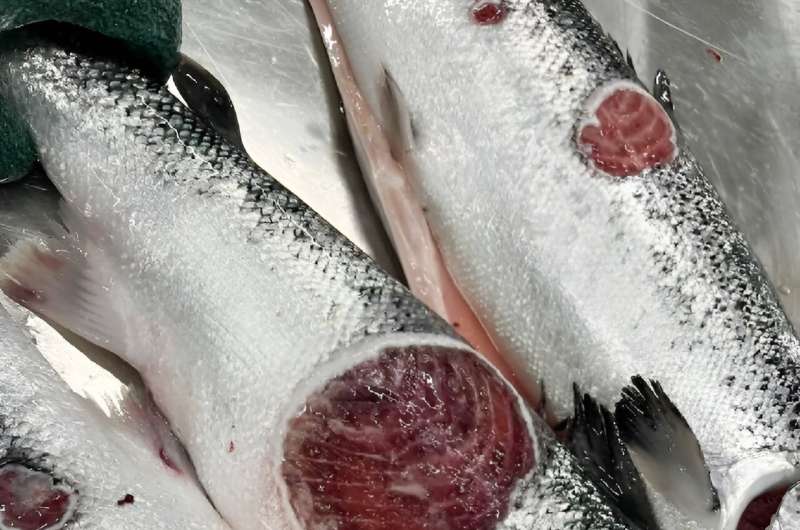 Salmon Farm Crisis: Addressing Mortality in Norway s Aquaculture Industry