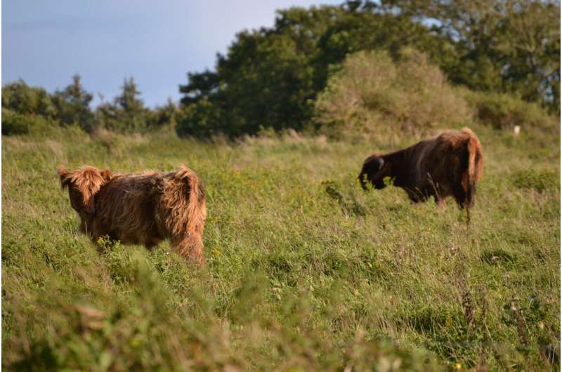 Low-Intensity Grazing: Balancing Biodiversity & Farmer Needs
