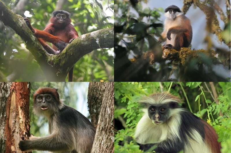Red Colobus Monkeys: Key to Protecting Africa s Tropical Forests