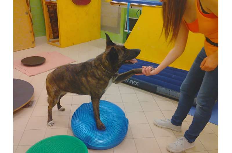 Behavioral Therapies for Senior Dogs: Research on Cognitive Health