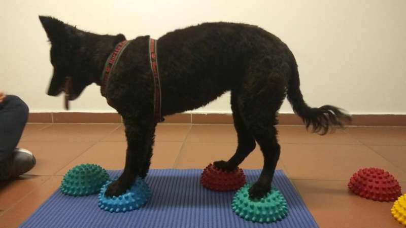 Behavioral Therapies for Senior Dogs: Research on Cognitive Health