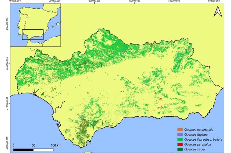 Climate Change Impacts on Oak Tree Blooming in Andalusia: A New Study