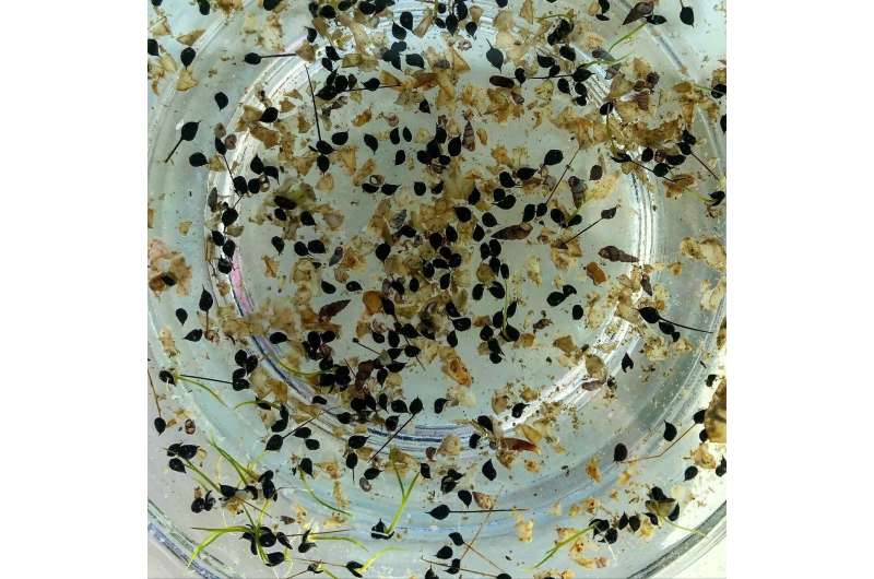 Enhancing Seagrass Restoration with Climate-Resilient Grasses