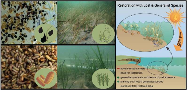 Enhancing Seagrass Restoration with Climate-Resilient Grasses