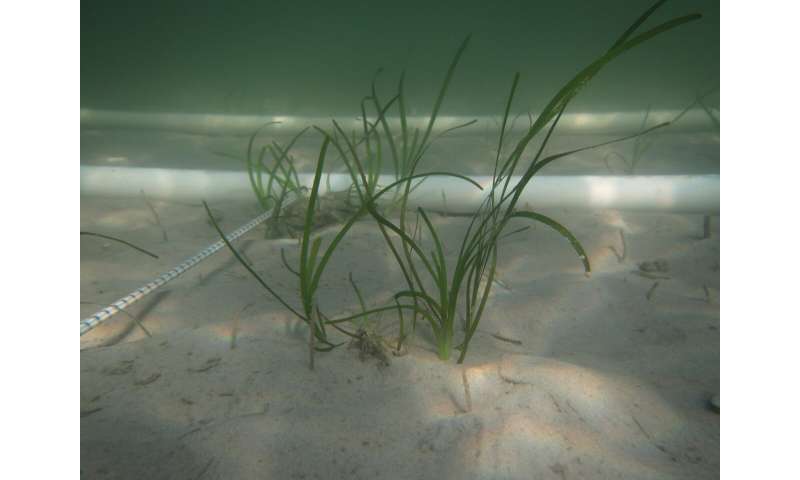 Enhancing Seagrass Restoration with Climate-Resilient Grasses