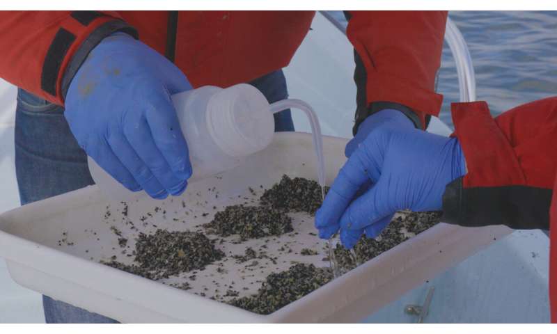 Enhancing Seagrass Restoration with Climate-Resilient Grasses