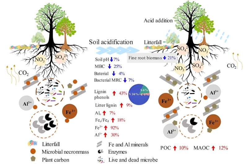 Understanding Soil Carbon Sequestration in Acidified Forests