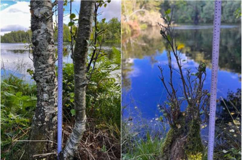 Beaver Ecology in Scotland: Understanding Ecosystem Interactions