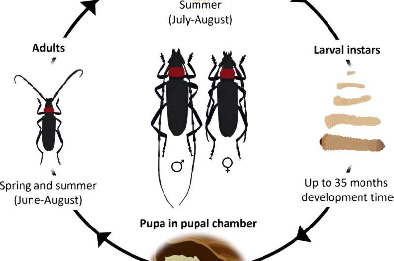Longhorn Beetle (Aromia bungii): Biology, Impact & Management - Journal of Pest Science
