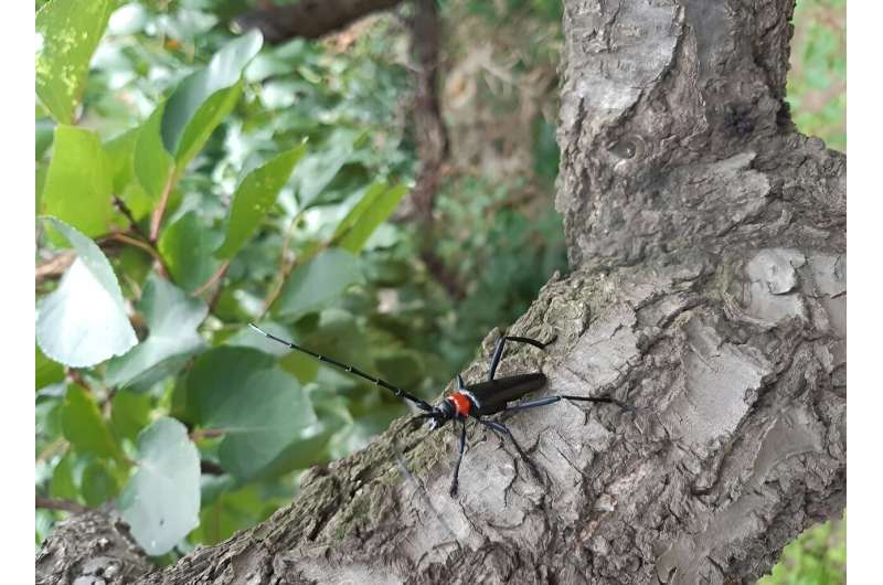 Longhorn Beetle (Aromia bungii): Biology, Impact & Management - Journal of Pest Science