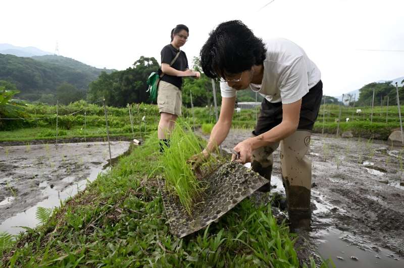 Preserving Hong Kong s Agricultural Heritage: Reviving Legacy Grains