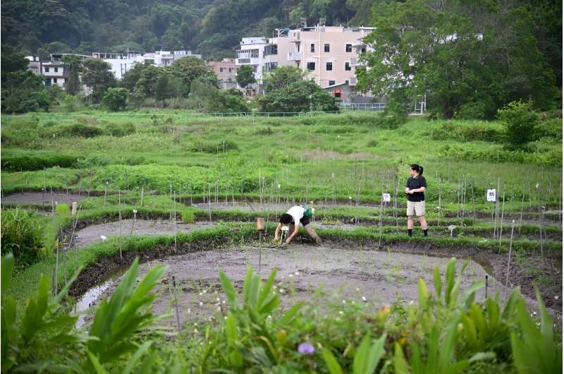Preserving Hong Kong s Agricultural Heritage: Reviving Legacy Grains