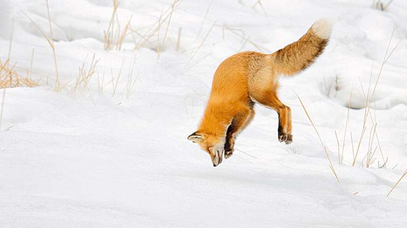 How Fox Snouts Protect Them During Winter Snow Hunts | Cornell News