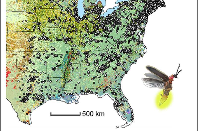 Firefly Population Decline: New Research Highlights Threats in North America
