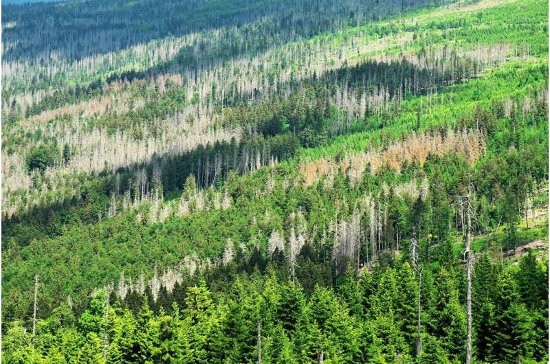 Climate Change & Reforestation: Which Trees Will Survive?