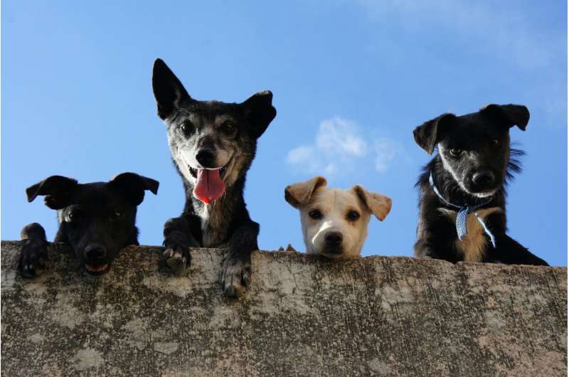 Cancer Risk in Dogs: Study Identifies Vulnerable Breeds