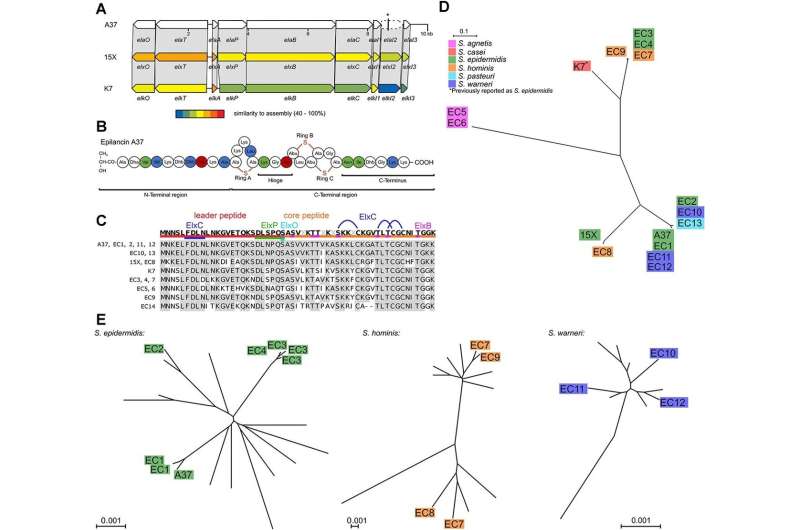 Novel Antibiotic Discovered in Staphylococci: A37 and Epilancin Analysis