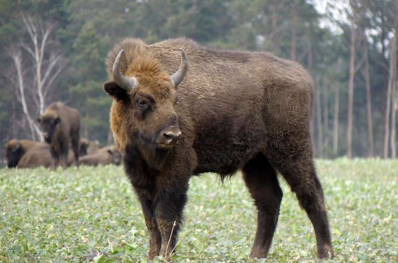 European Bison Adaptability to Southern Spain s Mediterranean Climate