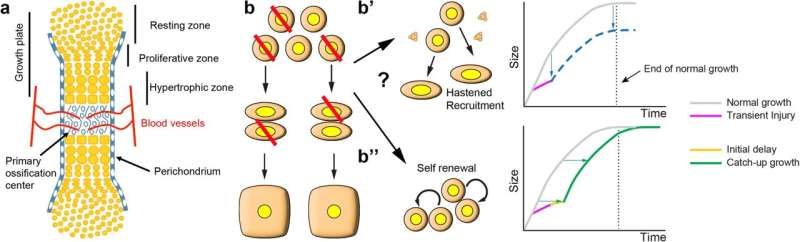 Promising Cartilage Repair Research: Implications for Human Therapies