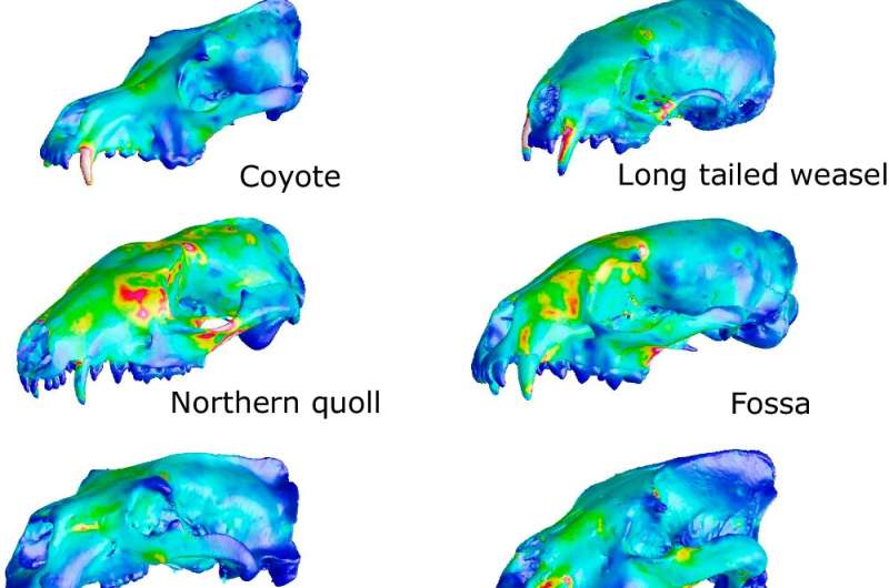 Carnivore Skull Morphology: A Functional Analysis of 132 Species