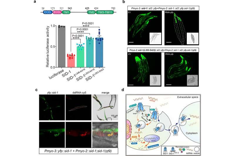 SID-1: How RNA Interference Works in Biological Systems